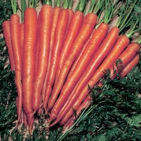Zomerwortelen 'sugarsnax 54' F1 / 'Nutri-Red' F1