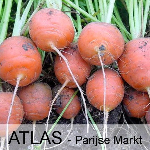 Summer carrots 'Atlas'
