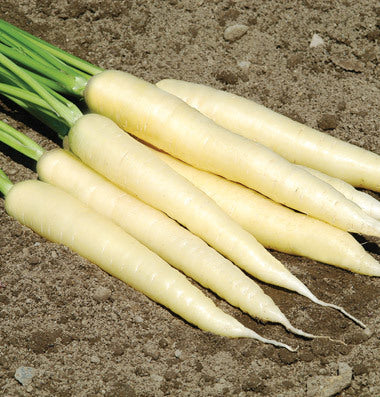 Summer Carrot 'White Satin' F1