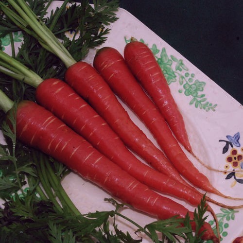 Carrots 'Atomic Red'