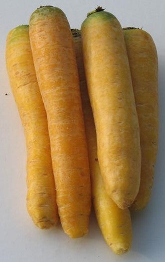 Winterwortelen 'Gele Stompe van Doubs' / 'Jaune (Obtuse) Du'