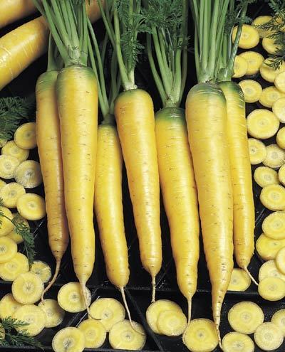 Winterwortelen 'Lobbericher Gele'
