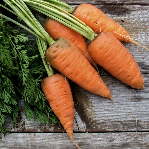 Oxheart Carrots