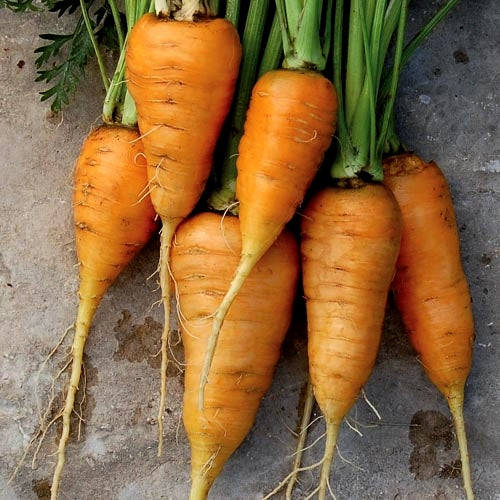 Oxheart Carrots