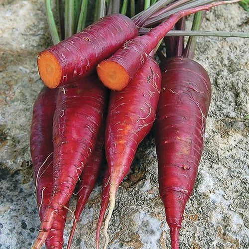 Winterwortelen 'Purple Dragon'