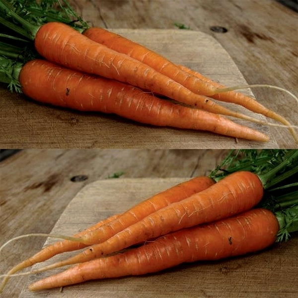 Carrots 'St. Valery'