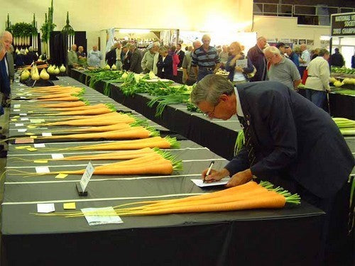 Carrots 'St. Valery'