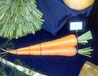 Carrots 'St. Valery'