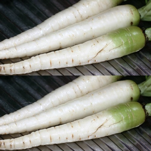 Winterwortelen 'White Belgian' / 'Green Topped White' / 'Bla'