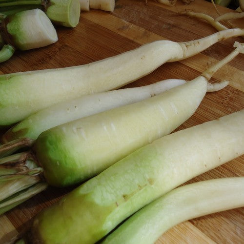 Winterwortelen 'White Belgian' / 'Green Topped White' / 'Bla'