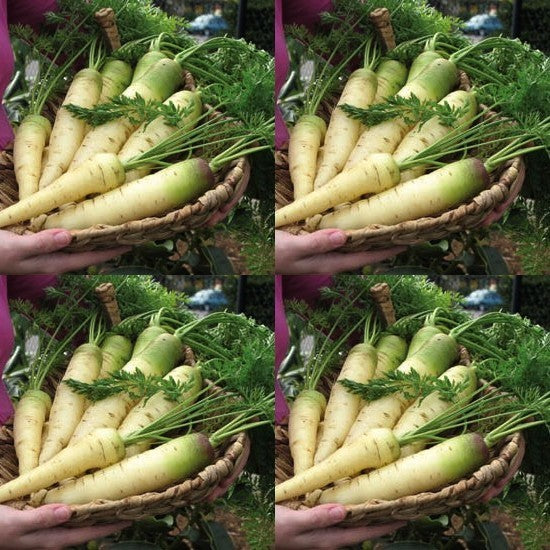 Winterwortelen 'White Belgian' / 'Green Topped White' / 'Bla'