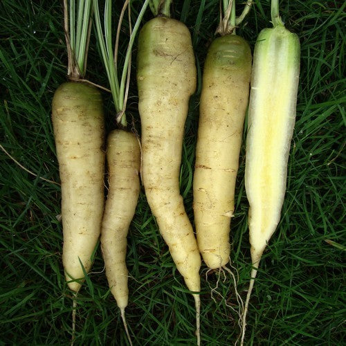 Winterwortelen 'White Belgian' / 'Green Topped White' / 'Bla'