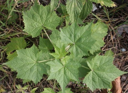 Wine leaf