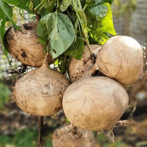 Yamboon of Jicama 'Bangkwan'