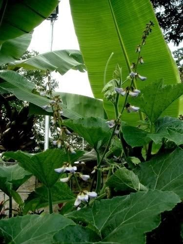 Yamboon of Jicama 'Bangkwan'