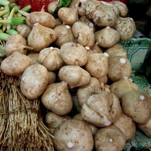 Yamboon of Jicama 'Bangkwan'