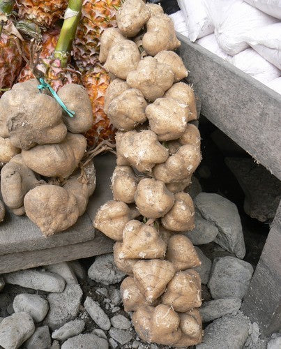 Yamboon of Jicama 'Bangkwan'