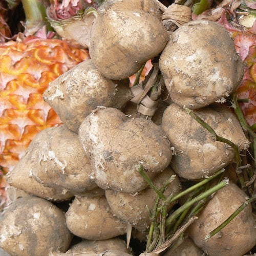 Yamboon of Jicama 'Bangkwan'