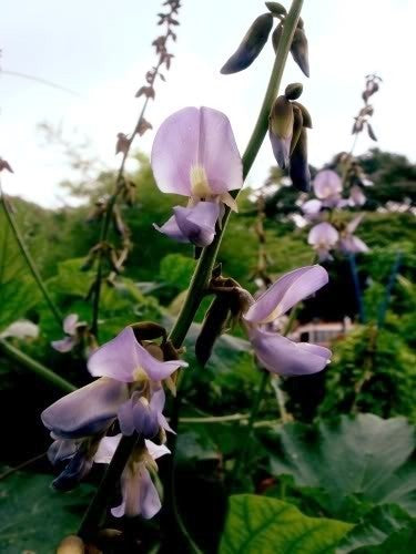 Yamboon of Jicama 'Bangkwan'