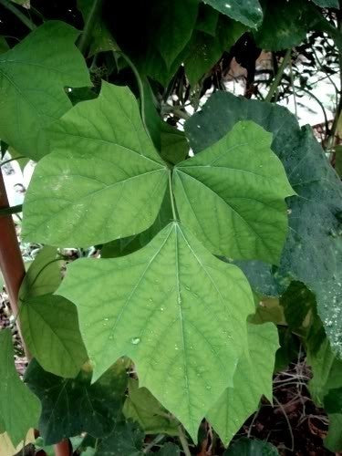Yamboon of Jicama 'Bangkwan'