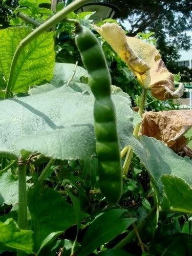 Yamboon of Jicama 'Bangkwan'