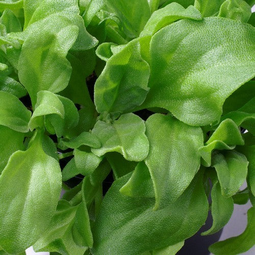 Ice plant