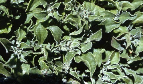 Ice plant