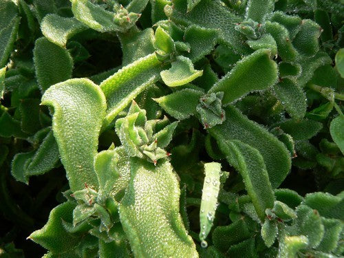 Ice plant