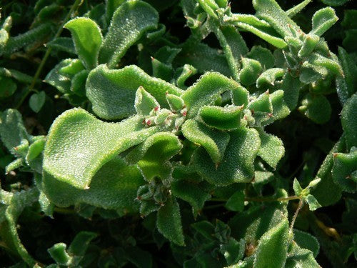 Ice plant