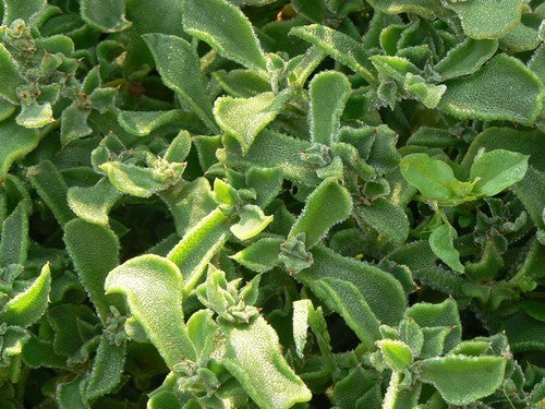 Ice plant