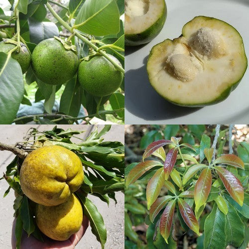 Zapote, White