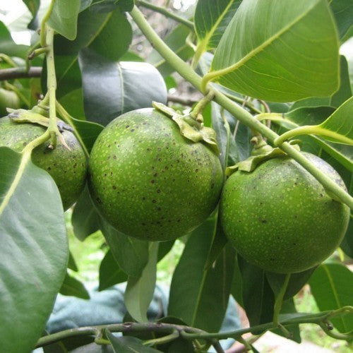 Zapote, White