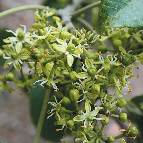 Zapote, White