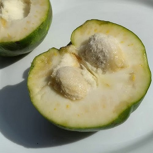 Zapote, White