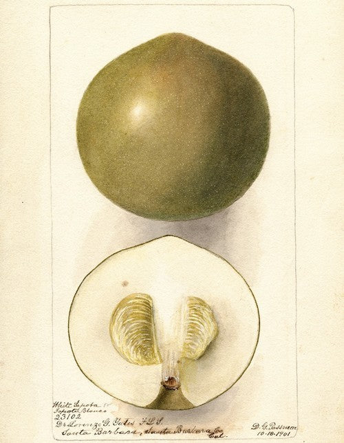 Zapote, White