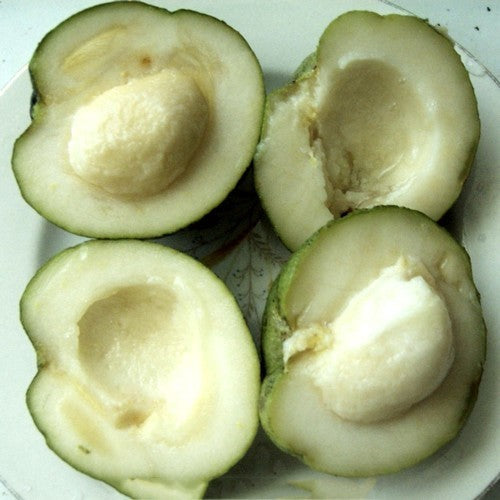 Zapote, White