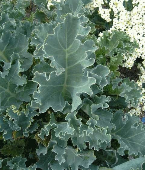 Crambe maritima 'Lily White'