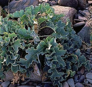 Crambe maritima 'Lily White'