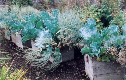 Crambe maritima 'Lily White'