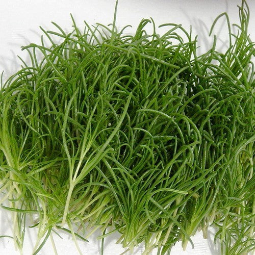 Zeekraal, Japanse 'Okahijiki'