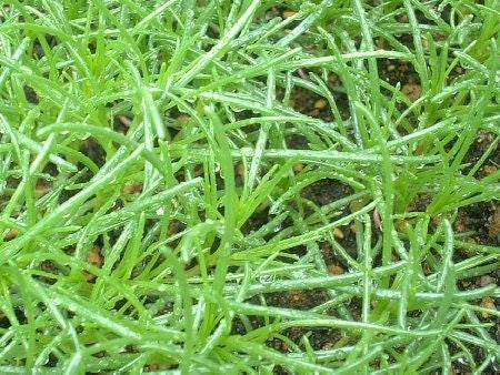 Zeekraal, Japanse 'Okahijiki'