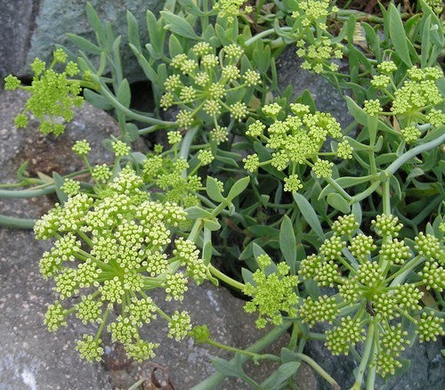 Samphire