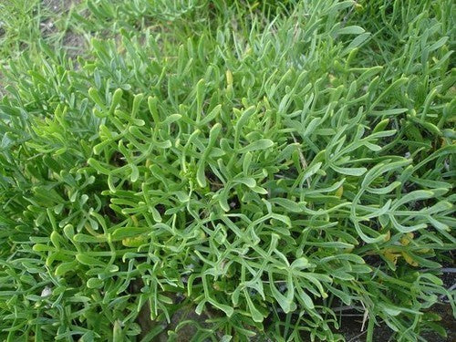 Samphire