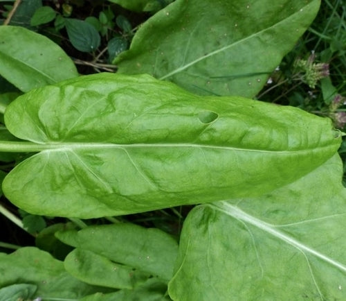 Tuinzuring 'Breedblad Nobel' / 'Green de Belleville'