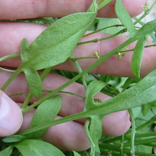 Sheep's Sorrel