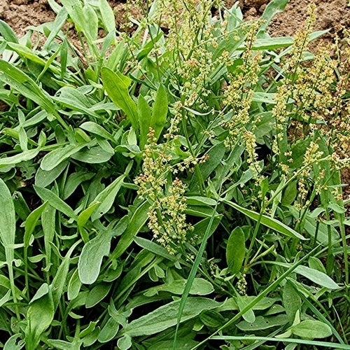Sheep's Sorrel