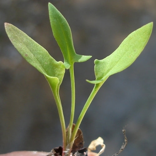 Sheep's Sorrel