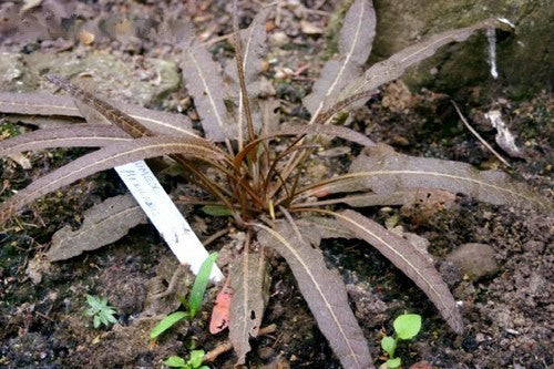 Bronzen Zuring 'Copper Sword'