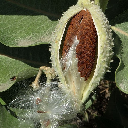 Zijdesmulplant 'Stoffels Glory'