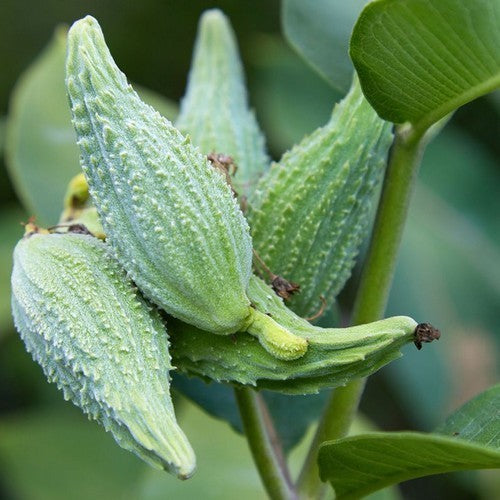 Zijdesmulplant 'Stoffels Glory'